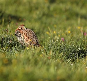 Tibetan Partridge, 高原山鶉, Perdix hodgsoniae-gallery-