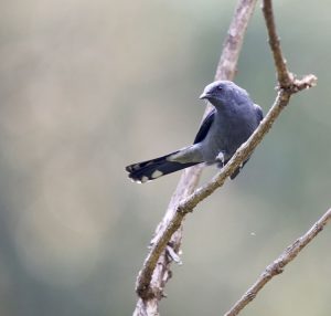 Black-winged Cuckooshrike, 暗灰鹃䴗, Lalage melaschistos-gallery-