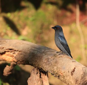 Ashy Drongo, 灰卷尾, Dicrurus leucophaeus-gallery-