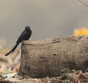 Black Drongo, 黑卷尾, Dicrurus macrocercus-gallery-