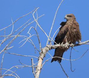 Black Kite, 黑鸢, Milvus migrans-gallery-