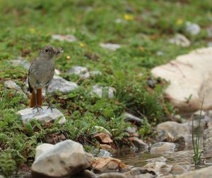 Hodgson’s Redstart, 黑喉红尾鸲, Phoenicurus hodgsoni-gallery-