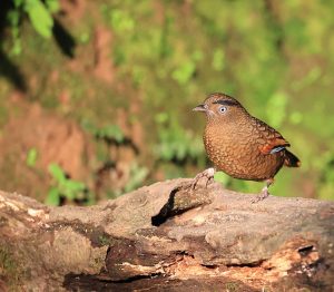 Blue-winged Laughingthrush, 蓝翅噪鹛, Trochalopteron squamatum-gallery-