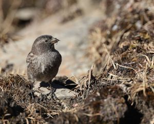 Brandt’s Mountain Finch, 高山岭雀, Leucosticte brandti-gallery-