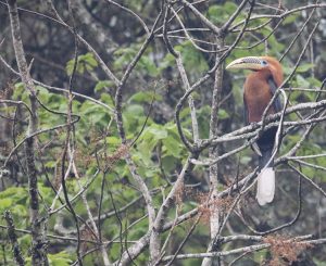 Rufous-necked Hornbill, 棕颈犀鸟, Aceros nipalensis-gallery-