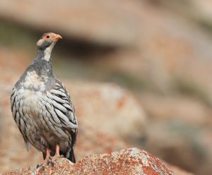 Tibetan Snowcock, 藏雪鸡, Tetraogallus tibetanus-gallery-