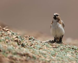 Tibetan Snowfinch, 藏雪雀, Montifringilla henrici-gallery-