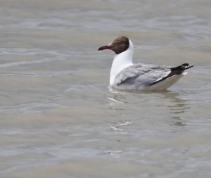 Brown-headed Gull, 棕头鸥, Chroicocephalus brunnicephalus-gallery-