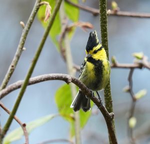 Yellow-cheeked Tit, 黄颊山雀, Machlolophus spilonotus-gallery-