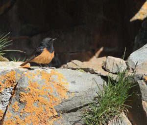 Black Redstart, 赭红尾鸲, Phoenicurus ochruros-gallery-