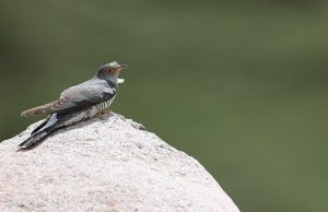 Common Cuckoo, 大杜鹃, Cuculus canorus-gallery-