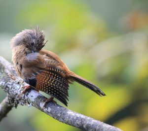 Streak-throated Barwing, 纹胸斑翅鹛, Actinodura waldeni-gallery-