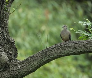 Oriental Turtle Dove, 山斑鸠, Streptopelia orientalis-gallery-