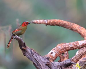 Scarlet-faced Liocichla, 红翅薮鹛, Liocichla ripponi-gallery-