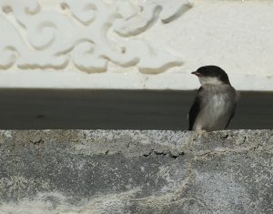 Asian House Martin, 烟腹毛脚燕, Delichon dasypus-gallery-