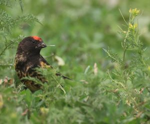 Red-fronted Serin, 金额丝雀, Serinus pusillus-gallery-