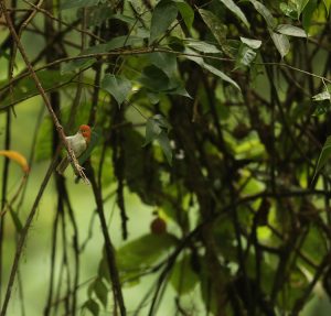 White-breasted Parrotbill, 白胸鸦雀, Psittiparus ruficeps-gallery-