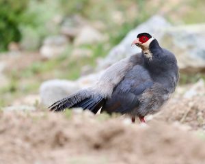 Tibetan Eared Pheasant, 藏马鸡, Crossoptilon harmani-gallery-