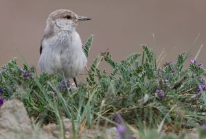 Ground Tit, 褐背拟地鸦, Pseudopodoces humilis-gallery-