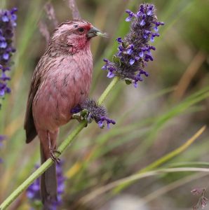 Pink-rumped Rosefinch, 曙紅朱雀, Carpodacus waltoni-gallery-