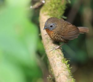 Rufous-throated Wren-Babbler, 短尾鹩鹛, Spelaeornis caudatus-gallery-