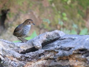 Scaly-breasted Cupwing, 鱗胸鷦鶥, Pnoepyga albiventer-gallery-