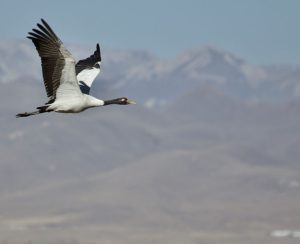 Black-necked Crane, 黑颈鹤, Grus nigricollis-gallery-