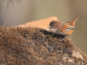 Brown-throated Fulvetta, 路德雀鹛, Fulvetta ludlowi-gallery-