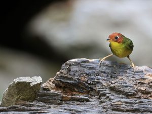 Chestnut-headed Tesia, 栗头地莺, Cettia castaneocoronata-gallery-