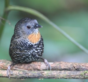 Mishmi Wren Babbler, 锈喉鹩鹛, Spelaeornis badeigularis-gallery-