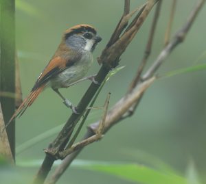 Black-throated Parrotbill, 橙额鸦雀, Suthora nipalensis-gallery-