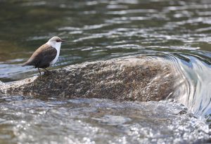 White-throated Dipper, 河乌, Cinclus cinclus-gallery-