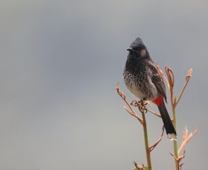 Red-vented Bulbul, 黑喉红臀鹎, Pycnonotus cafer-gallery-