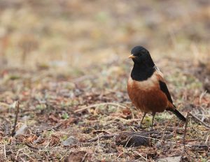 Kessler’s Thrush, 棕背黑头鸫, Turdus kessleri-gallery-