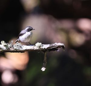 Grey Bush Chat, 灰林䳭, Saxicola ferreus-gallery-