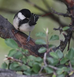 Japanese Tit, 日本山雀, Parus minor-gallery-