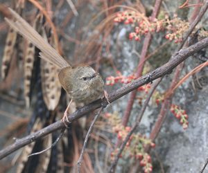 Black-throated Prinia, 黑胸山鹪莺, Prinia atrogularis-gallery-