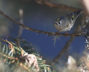 Goldcrest, 戴菊, Regulus regulus-gallery-