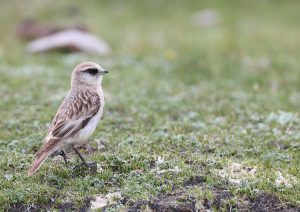 White-rumped Snowfinch, 白腰雪雀, Onychostruthus taczanowskii-gallery-