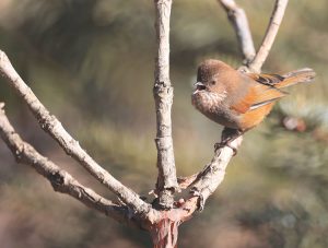 Brown-throated Fulvetta, 路德雀鹛, Fulvetta ludlowi-gallery-