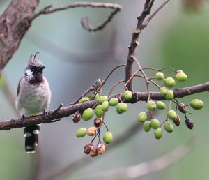 Himalayan Bulbul, 白颊鹎, Pycnonotus leucogenys-gallery-