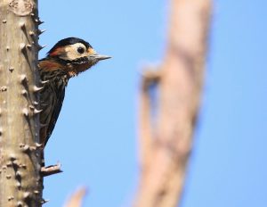 Crimson-breasted Woodpecker, 赤胸啄木鸟, Dryobates cathpharius-gallery-