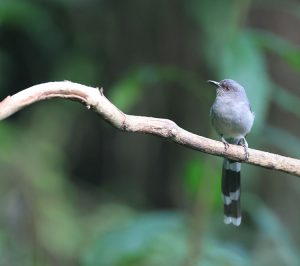 Long-tailed Sibia, 长尾奇鹛, Heterophasia picaoides-gallery-