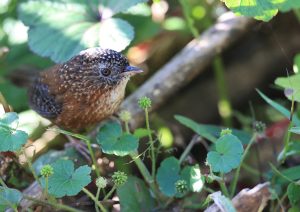 Bar-winged Wren-Babbler, 斑翅鹩鹛, Spelaeornis troglodytoides-gallery-