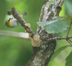 Indian White-eye, 灰腹绣眼鸟, Zosterops palpebrosus-gallery-