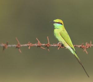 Asian Green Bee-eater, 绿喉蜂虎, Merops orientalis-gallery-