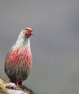 Blood Pheasant, 血雉, Ithaginis cruentus-gallery-