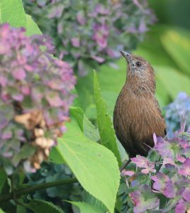 Bhutan Laughingthrush, 丽星噪鹛, Trochalopteron imbricatum-gallery-