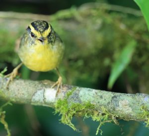 Yellow-throated Fulvetta, 黄喉雀鹛, Alcippe cinerea-gallery-