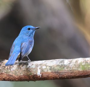 Pale Blue Flycatcher, 纯蓝仙鹟, Cyornis unicolor-gallery-